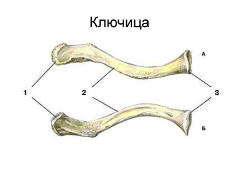 Введение в анатомию человека - презентация онлайн