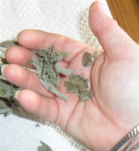 Backyard Patch Herbal Blog: Harvest time How Tuesday- Air Drying Herbs