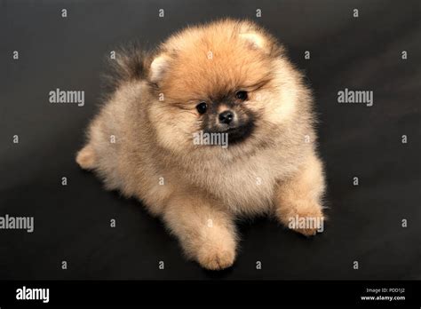 Portrait of Pomeranian Spitz Stock Photo - Alamy