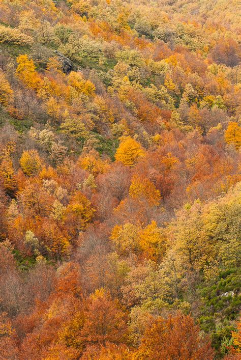 Fall Colors - GlobopStore