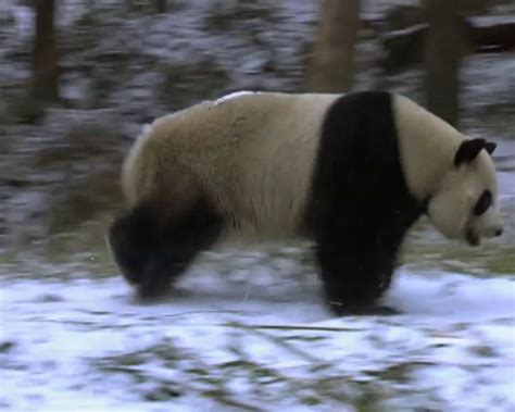 giant panda  zealand geographic