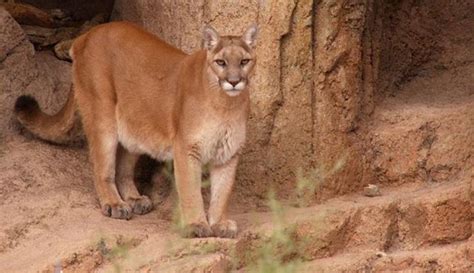 Eastern cougar declared extinct