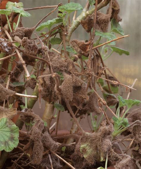 how to winter geraniums 9