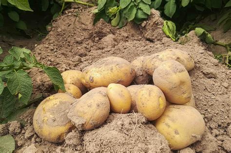 Co czeka nas w produkcji krajowego ziemniaka w 2024 r.?