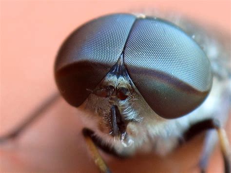 La evolución de las especies.: Evolución de la mosca.