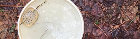 Harris Center Conservation Internship- The Hunt for Vernal Pools – New ...