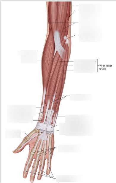 Anterior Lower Arm Diagram | Quizlet