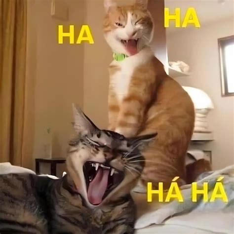 anh meme meo cuoi deu nhe rang sieu bua hai huoc