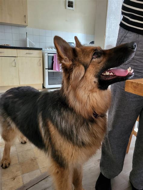 Myla - German Shepherd Rescue South