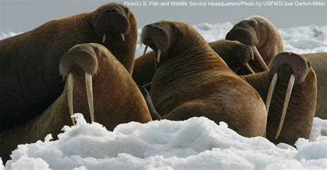 Wondrous Facts About Walruses | The Rainforest Site Blog