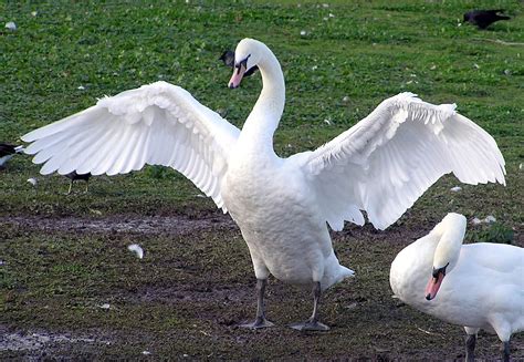 Mute swan | bird | Britannica