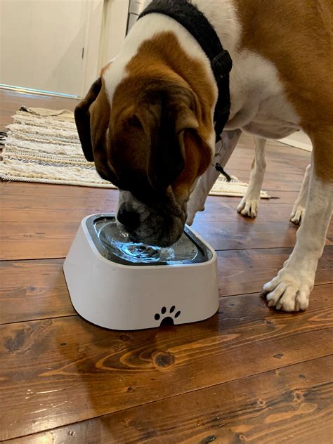 All Fur You - Smart and Unique Pet Products – All Fur You Store