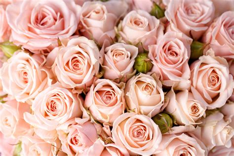 Download Close-up Pink Flower Pink Rose Nature Rose 4k Ultra HD Wallpaper
