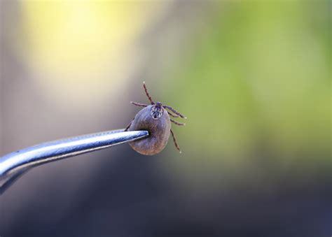 Tick removal: Tips, prevention, and checking