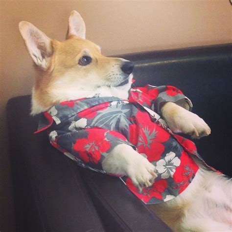 1000+ images about Corgis in Costumes!! on Pinterest | Happy, Corgi ...