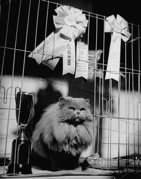 Всегда в центре внимания: старинные фотографии кошек до появления ...
