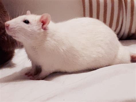 fancy rat  tumblr
