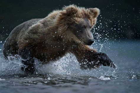 Медведи Камчатки.Фотограф Sergey Gorshkov.: katia_lexx — LiveJournal