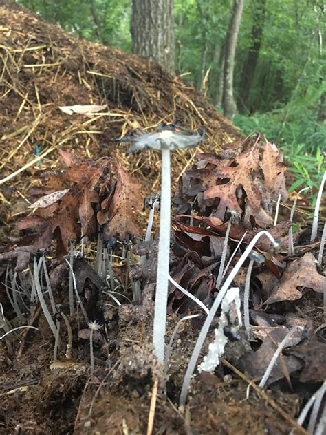 ID help. Found growing on a pile of horse manure in the pasture. : r