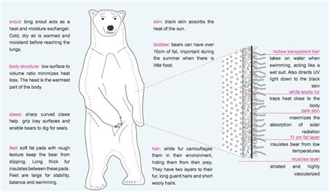 adaptations polar bears