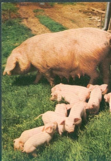25A2882 Prase domácí - bachyně a selátka | Aukro