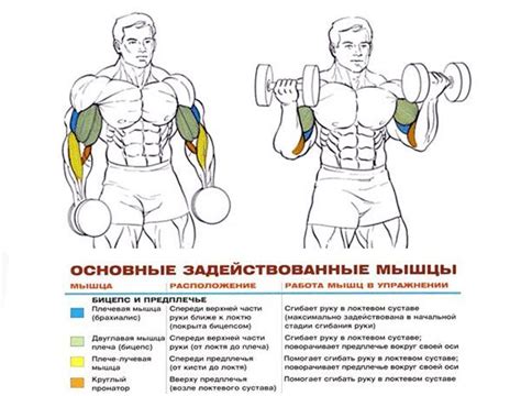 Подъем гантелей на бицепс — супер упражнение для рук