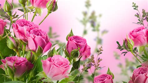 Rose Flower Garden Wallpapers - Wallpaper Cave