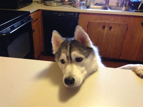 Husky Uinta Counter Surfing
