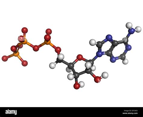 Adenosine triphosphate (ATP) energy transport molecule, chemical ...