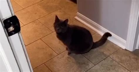 TikTok Video of a Cat Saying "Are You Coming?" | PS Pets