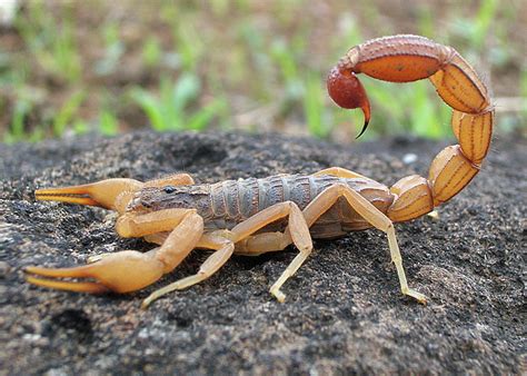 Scorpion - Simple English Wikipedia, the free encyclopedia