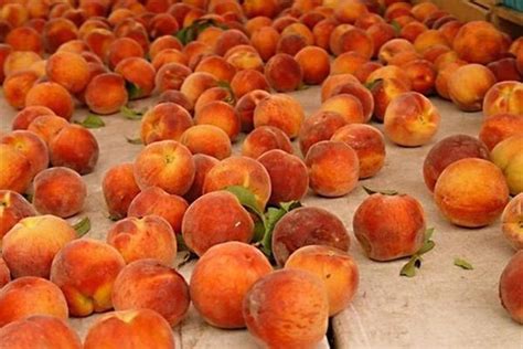 Когда созревают персики и нектарины в разных регионах