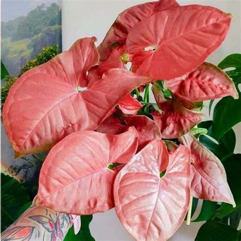 Jual Tanaman Hias Syngonium pink neon robusta/ Tanaman Hias Syngonium ...