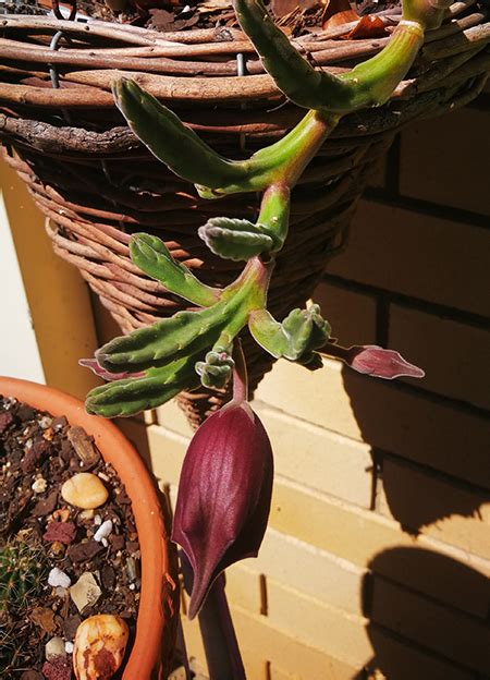 stapelia leendertziae black bells succiescomau
