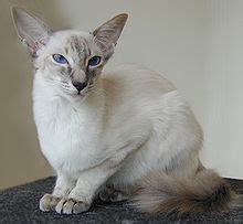 siamese cat wikipedia