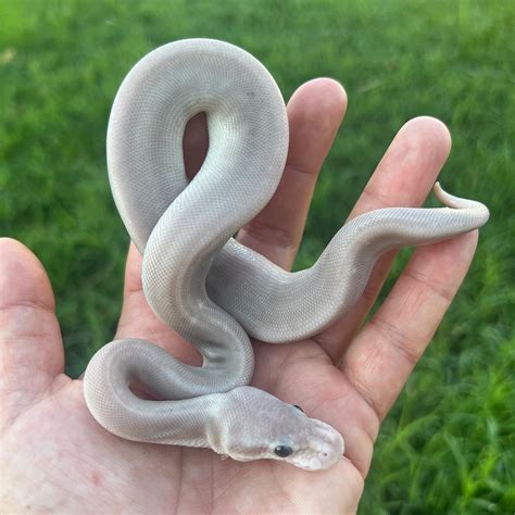 silver bullets ball pythons morphmarket reptile community