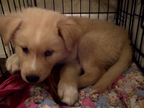 Husky/Golden Retriever Mix with Unique Eyes