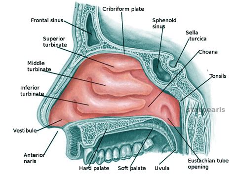 Nasal Conchae Anatomy
