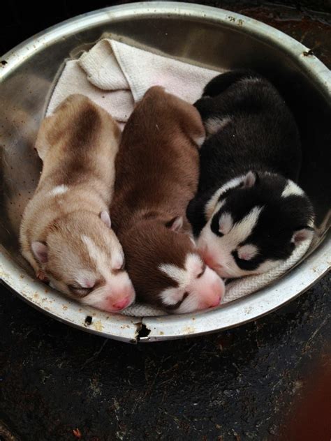 Siberian Husky Puppies : aww