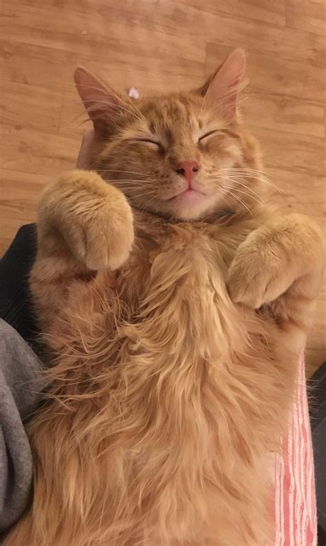 50 cute maine coon kittens that are actually giants waiting to grow up