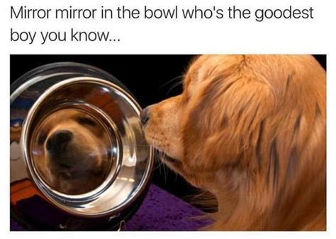 48 Funny Dog Memes That Are Equal Parts Hilarious And Adorable