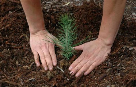 Bulk Tree Seedlings For Planting Large Areas * Big Blog of Gardening