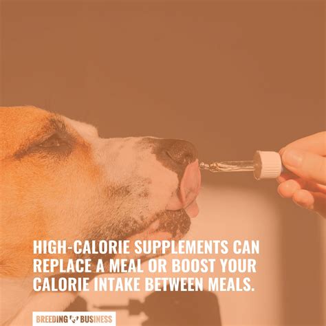 High-Calorie Supplements For Dogs – 2026 Buying Guide