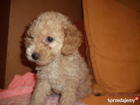 adorable pudelek lsanpiero
