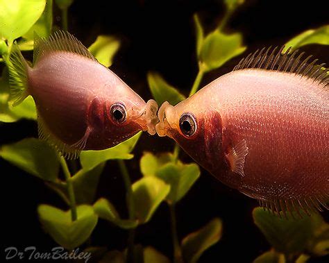 Kissing Gouramis can be seen at the Shedd Aquarium. http://www ...