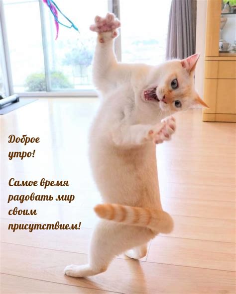 Прикольные картинки: "Доброе Утро!" (522 шт.)
