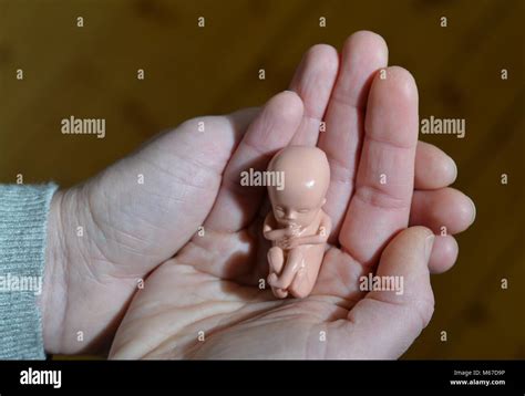 3 Month Pregnant Baby Size