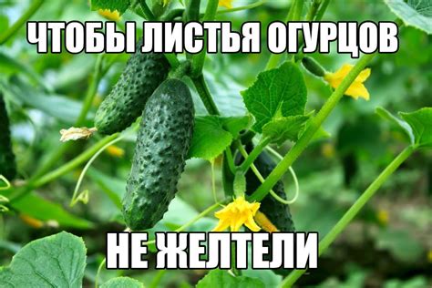 Pin su огурцы
