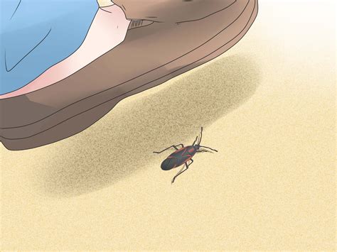 How To Get Rid Of Box Elder Bugs In Your House at Jayden Nobbs blog