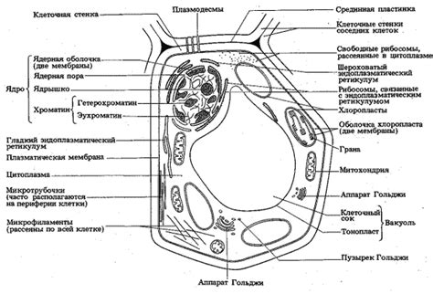 Общая биология: Органоиды и их функции